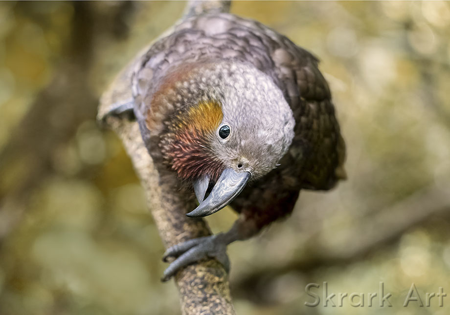 Curious kākā leaning down from a branch with its head cocked to one side