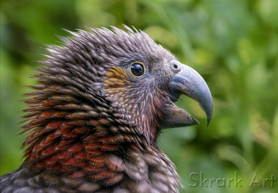 Close profile of a young kākā against a soft green background