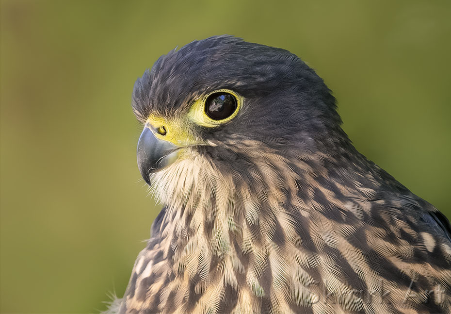 Close portrait of a kārearea, the New Zealand falcon
