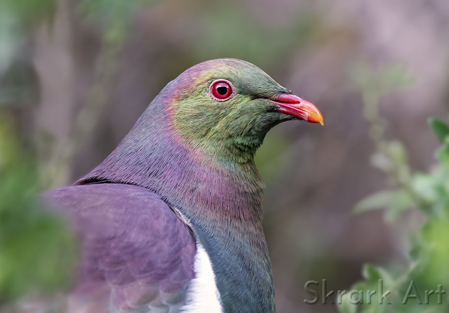 Close portrait of a kererū showing its iridescent green and purple plumage