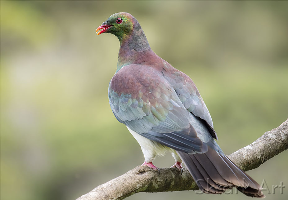 Kererū perched on a branch against a softly blurred background