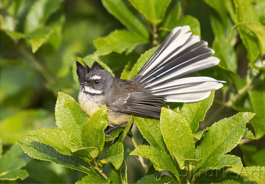 Pīwakawaka/fantail displaying its fanned tail among green māhoe leaves