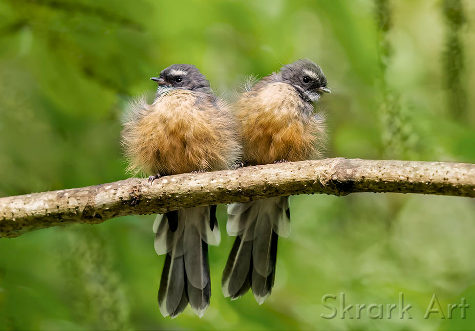 Two adult pīwakawaka/fantails perched side by side on a branch