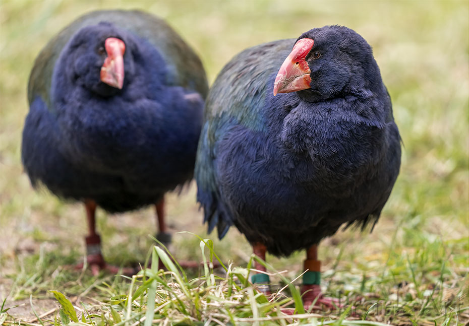 Pair of takahē standing together on grass