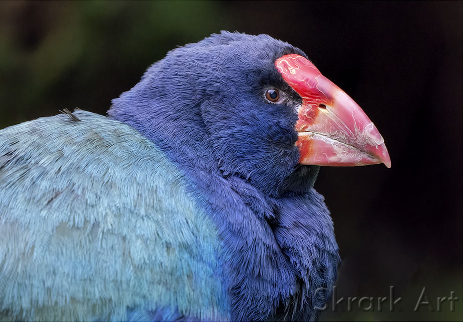 Close profile of a takahē showing its deep blue plumage and red bill