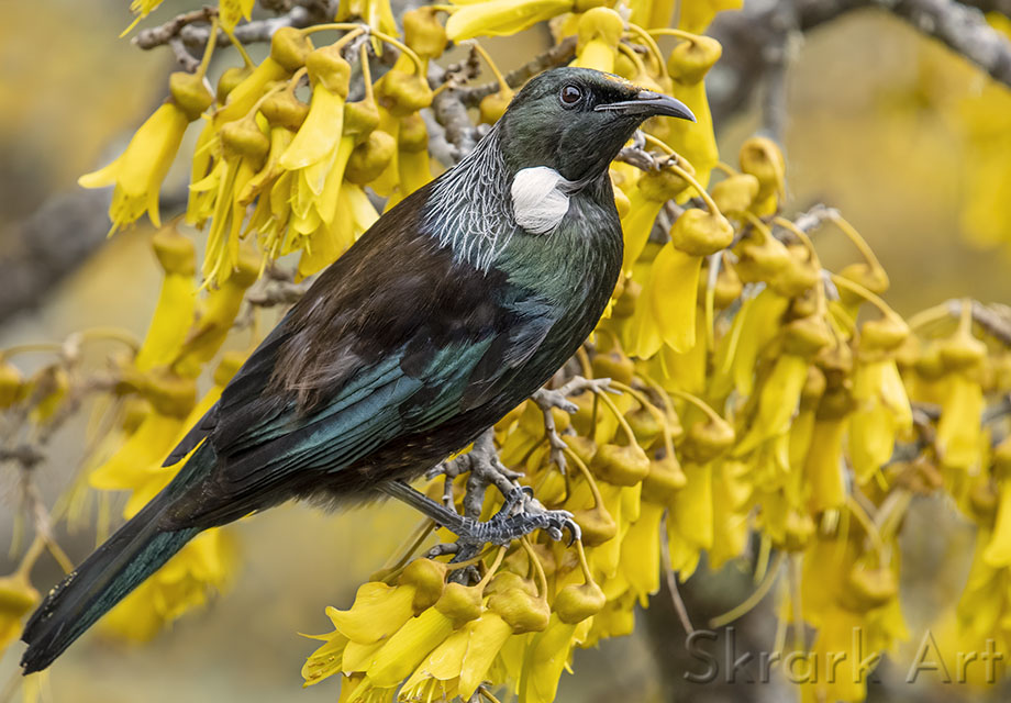 Tūī perched among the yellow flowers of a kōwhai tree